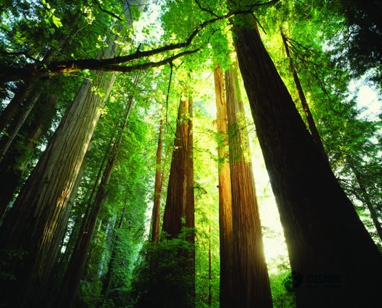 室內木地板龍骨架